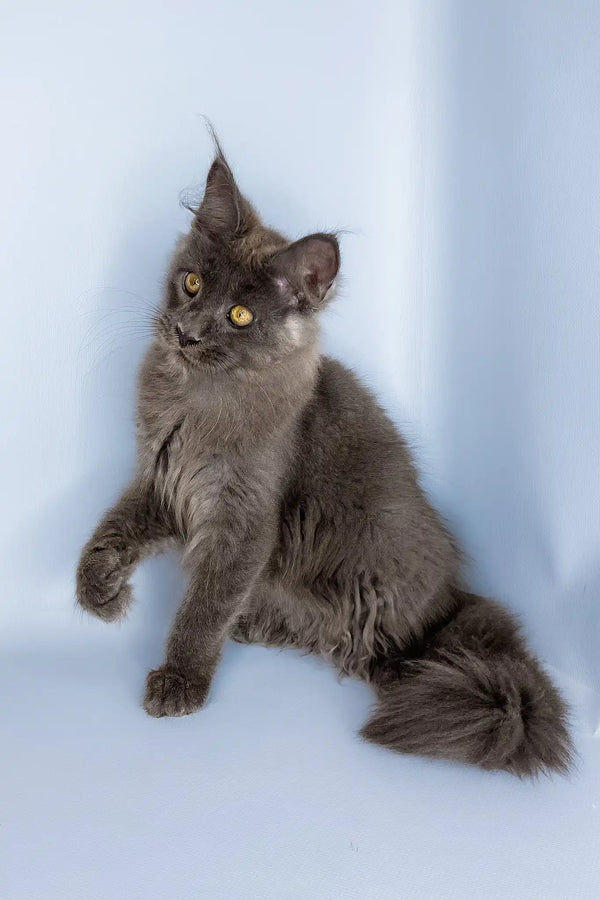 Viola | maine coon kitten