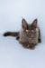 Viola | maine coon kitten