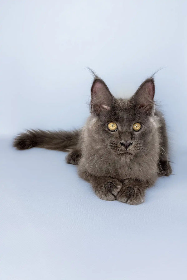 Viola | maine coon kitten
