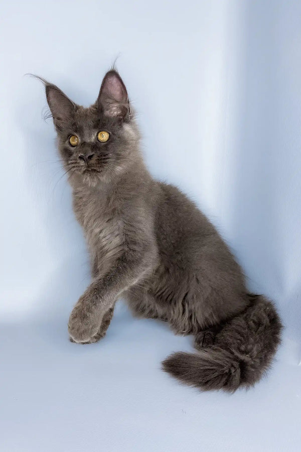 Viola | maine coon kitten