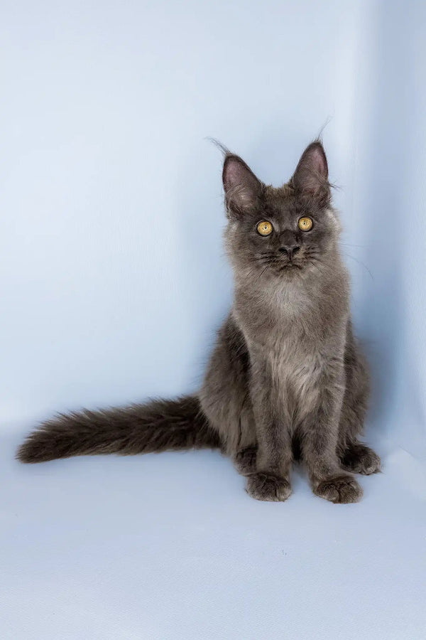 Viola | maine coon kitten