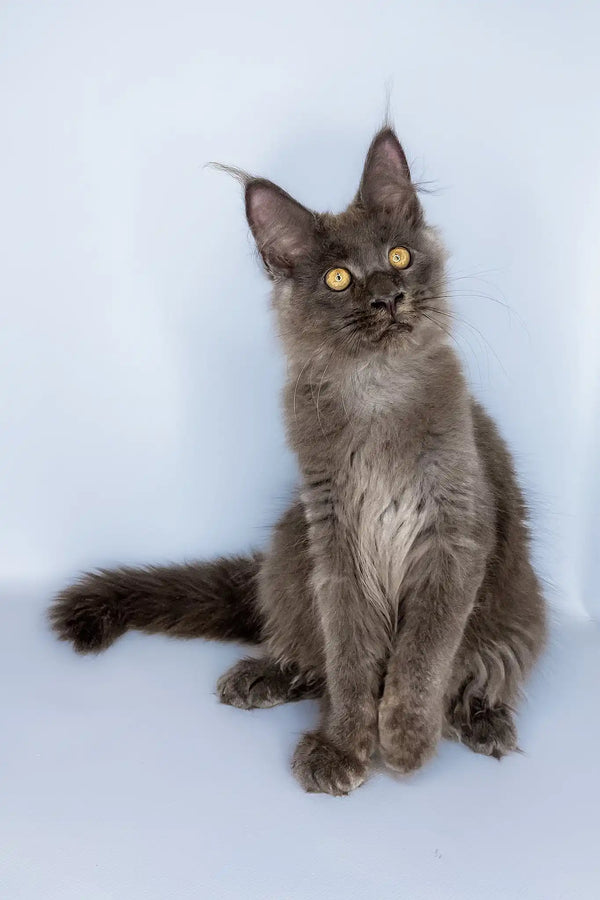 Viola | maine coon kitten