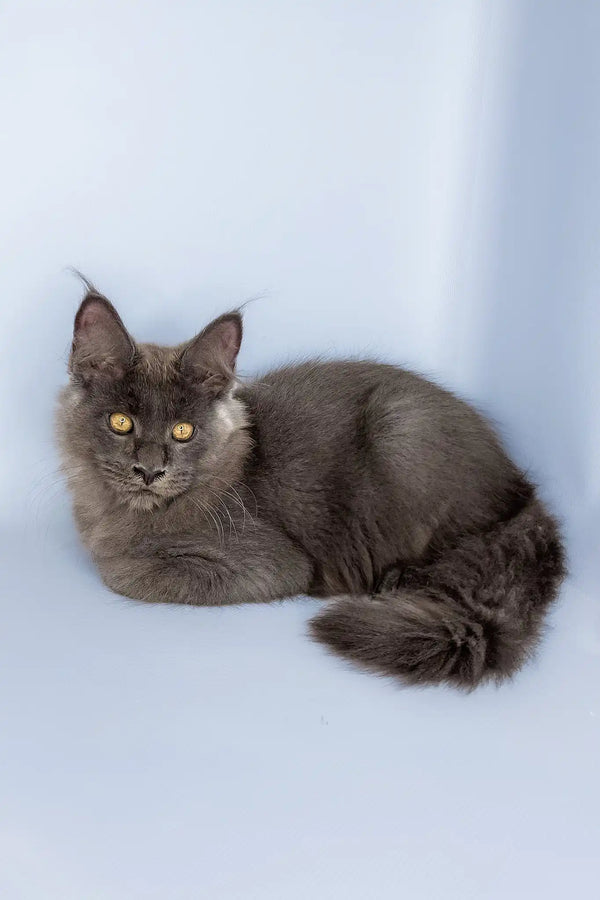 Viola | maine coon kitten