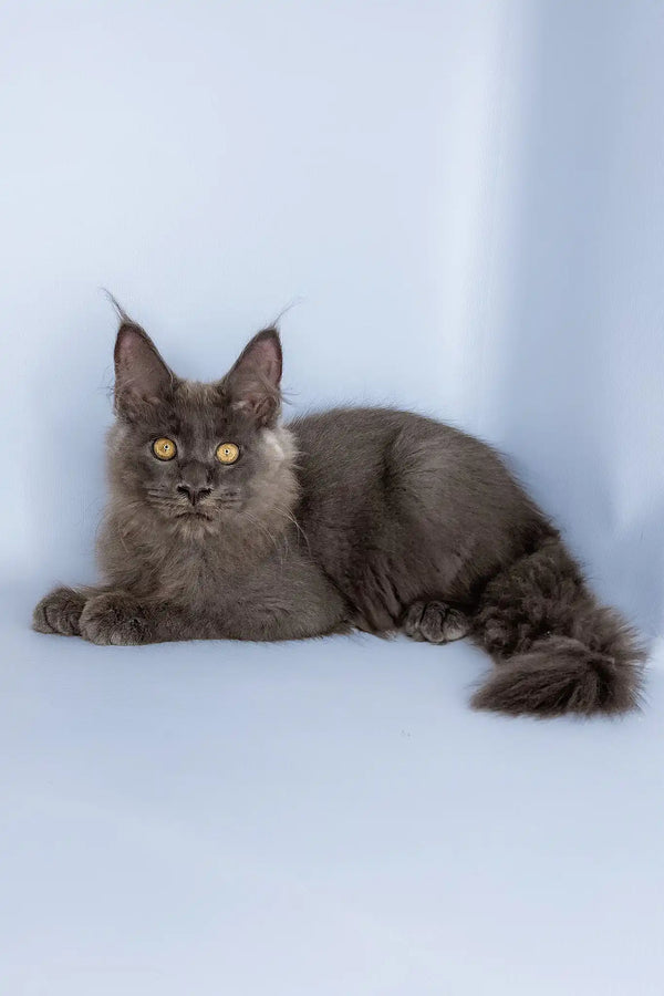 Viola | maine coon kitten