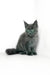 Viola | maine coon kitten