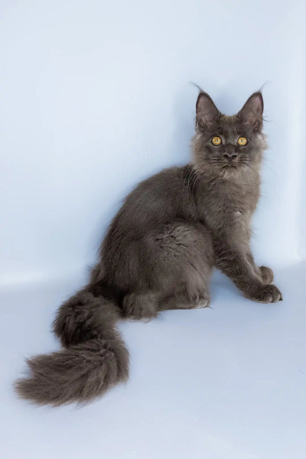 Viola | maine coon kitten