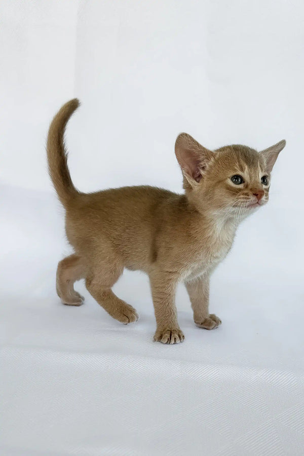 Violet | abyssinian kitten