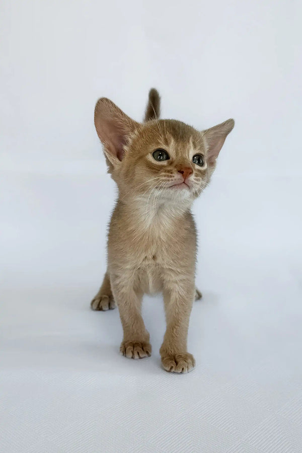 Violet | abyssinian kitten