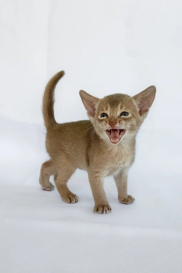 Violet | abyssinian kitten
