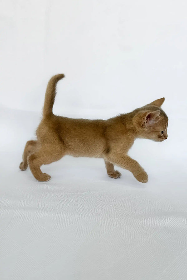 Violet | abyssinian kitten