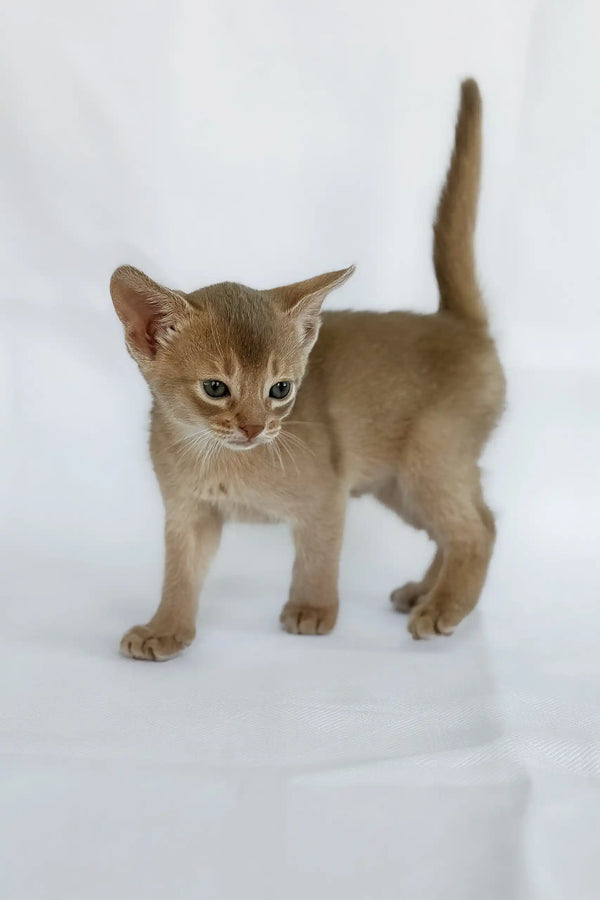 Violet | abyssinian kitten