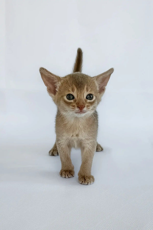 Violet | abyssinian kitten