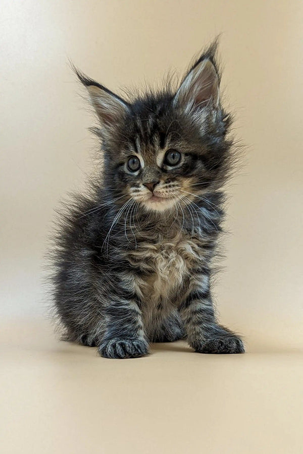 Fluffy Maine Coon kitten with wide eyes and perked ears looking adorable