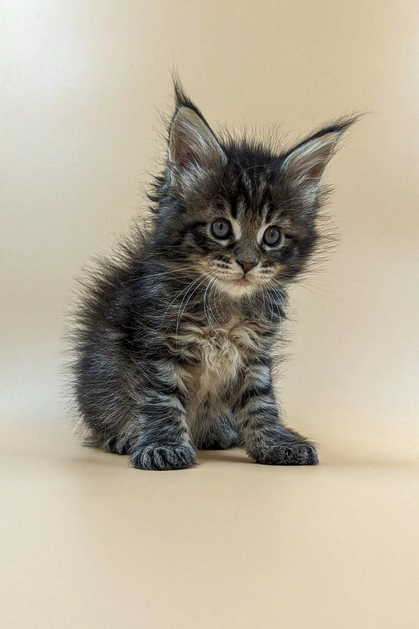 Fluffy gray tabby Maine Coon kitten with pointed ears and an alert expression