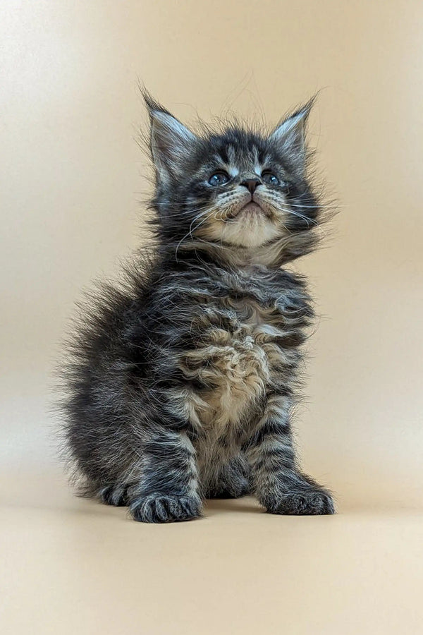 Fluffy gray and white Maine Coon kitten sitting upright with an alert look
