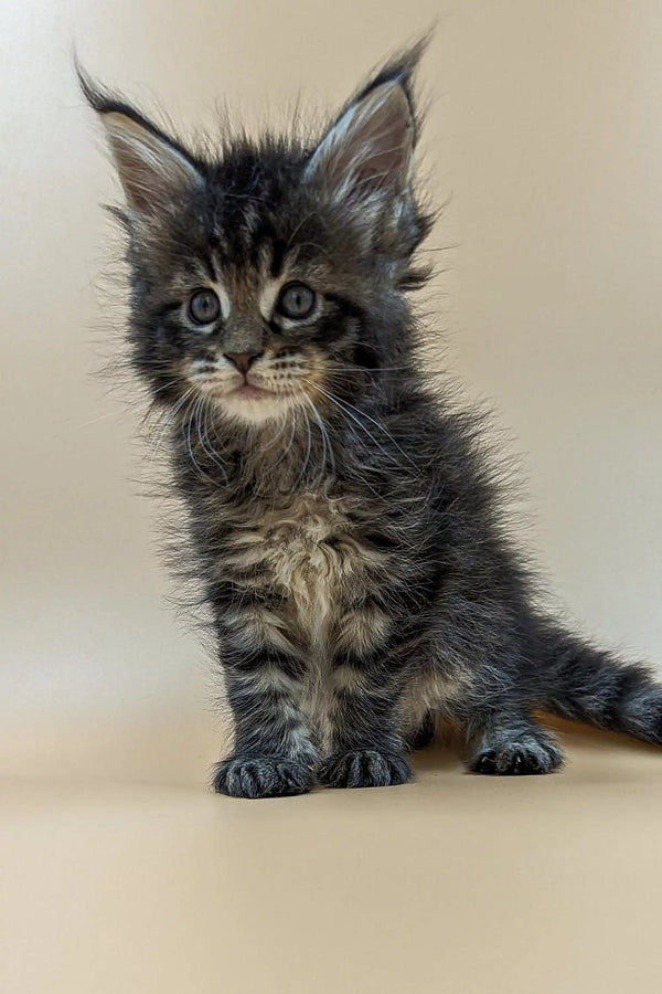 Fluffy gray and white Maine Coon kitten with big eyes and tufted ears