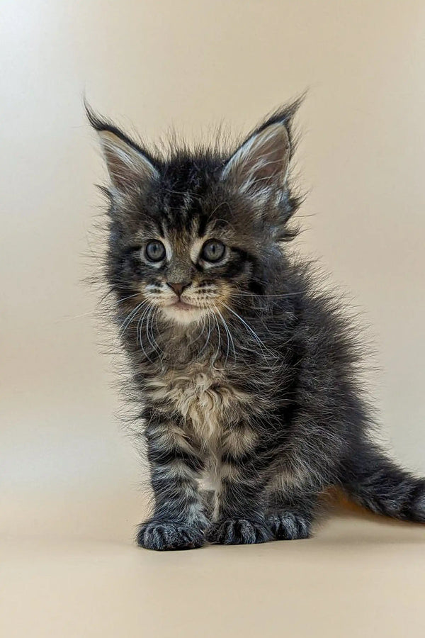 Fluffy Maine Coon kitten with wide eyes and tufted ears named Violet