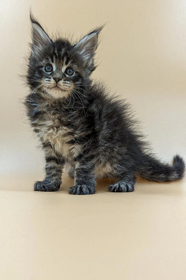 Fluffy Maine Coon kitten with bright blue eyes and tufted ears named Violet