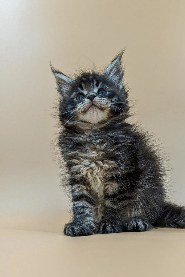 Fluffy Maine Coon kitten Violet with ear tufts and a serious expression