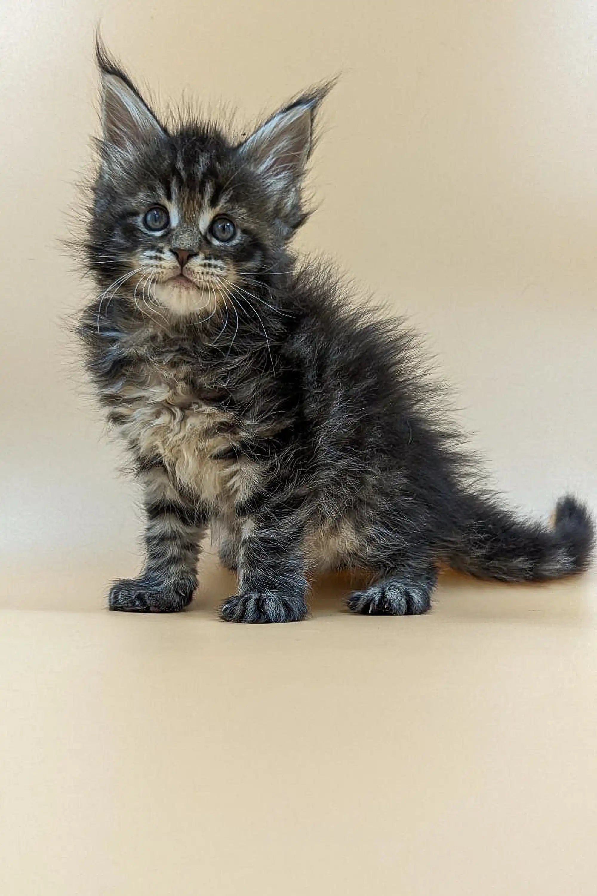 Maine Coon Kittens for Sale Violet | Kitten