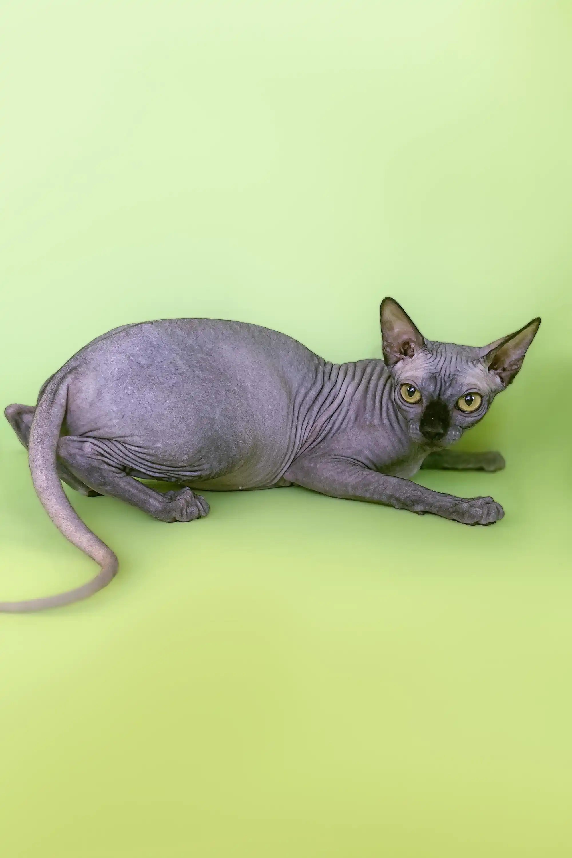 Hairless Sphynx Cats & Kittens for Sale Violetta | Long