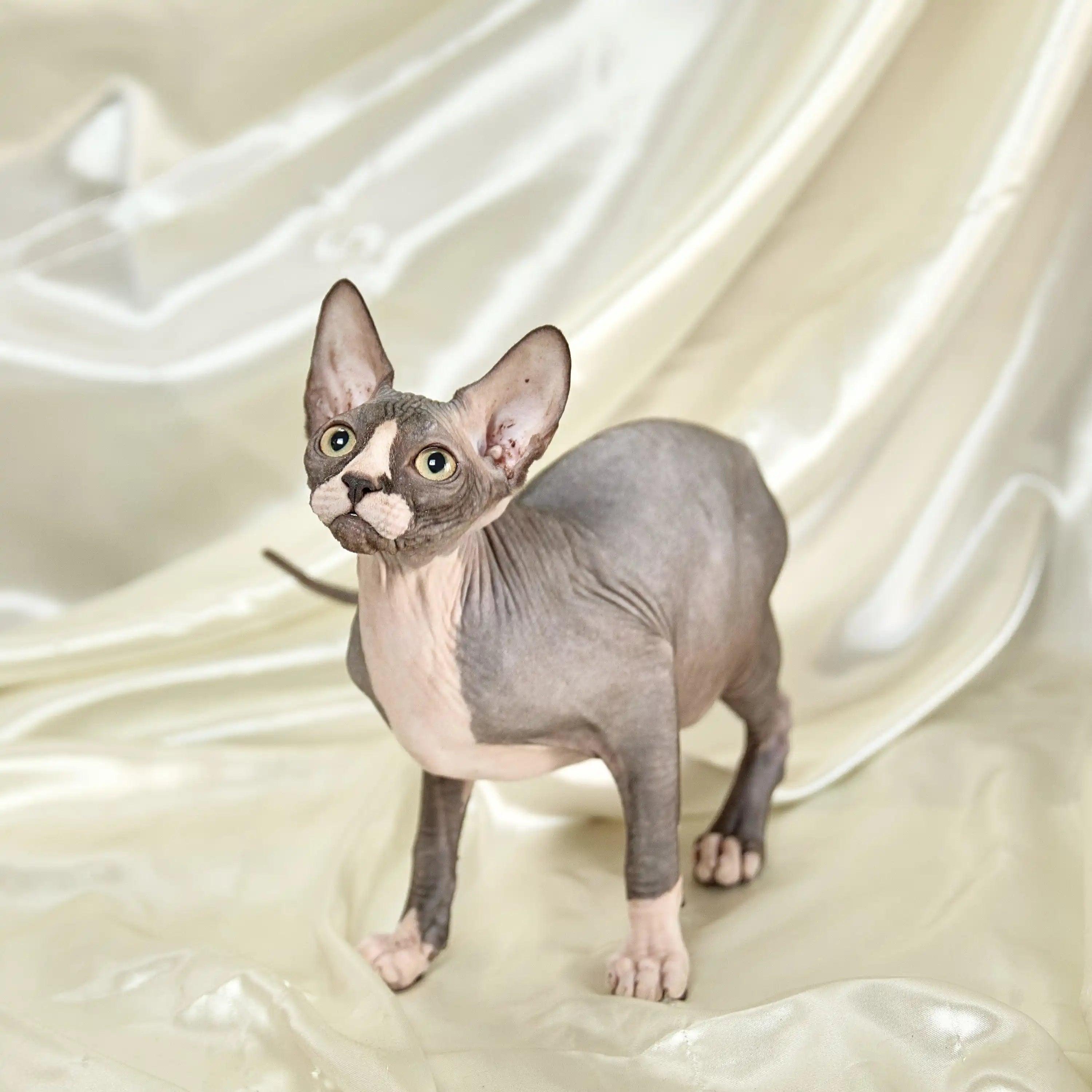 Sphynx Cats for Sale | Kittens For Viral | Kitten