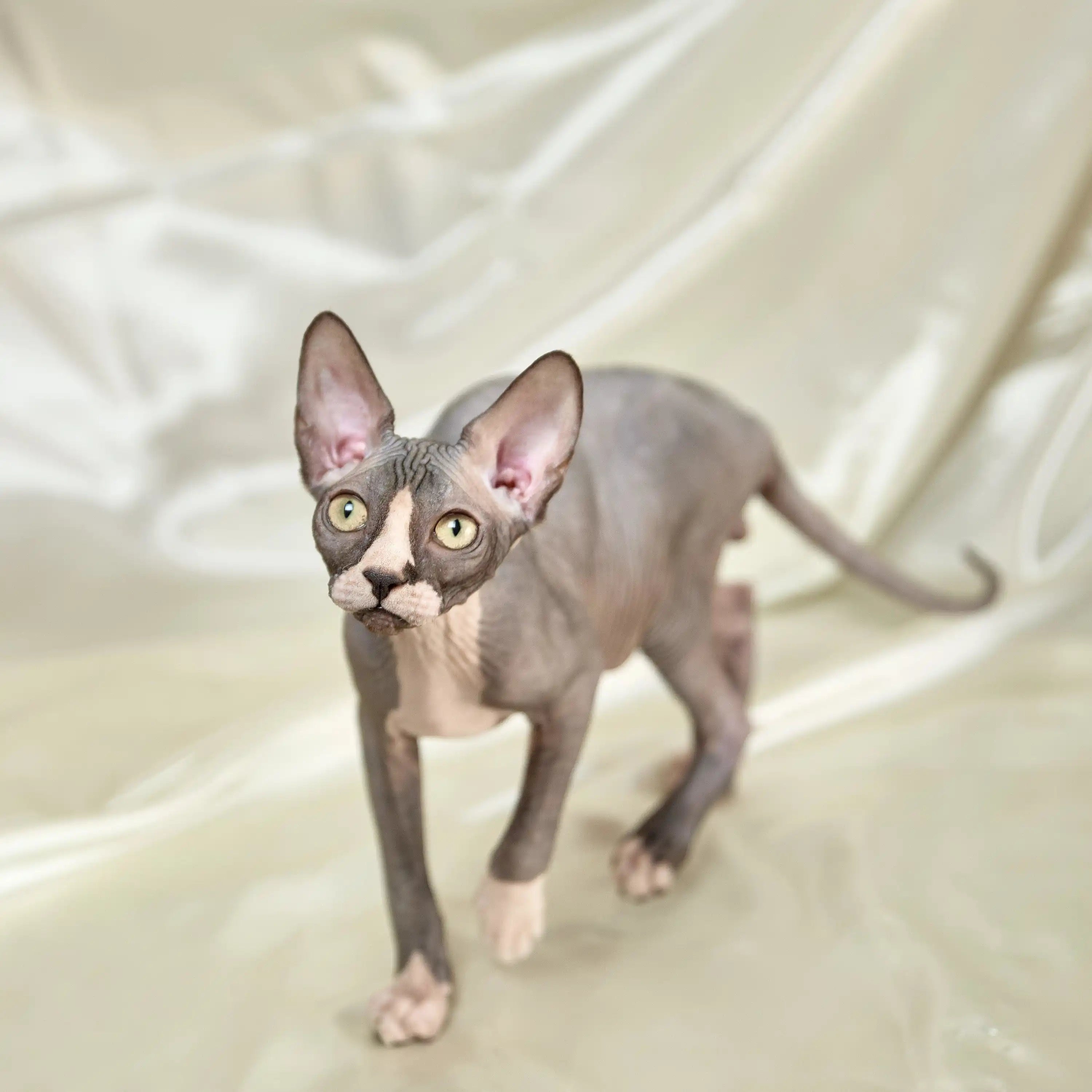 Sphynx Cats for Sale | Kittens For Viral | Kitten