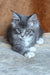 Virginia | maine coon kitten