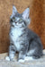Virginia | maine coon kitten