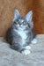 Virginia | maine coon kitten