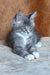 Virginia | maine coon kitten