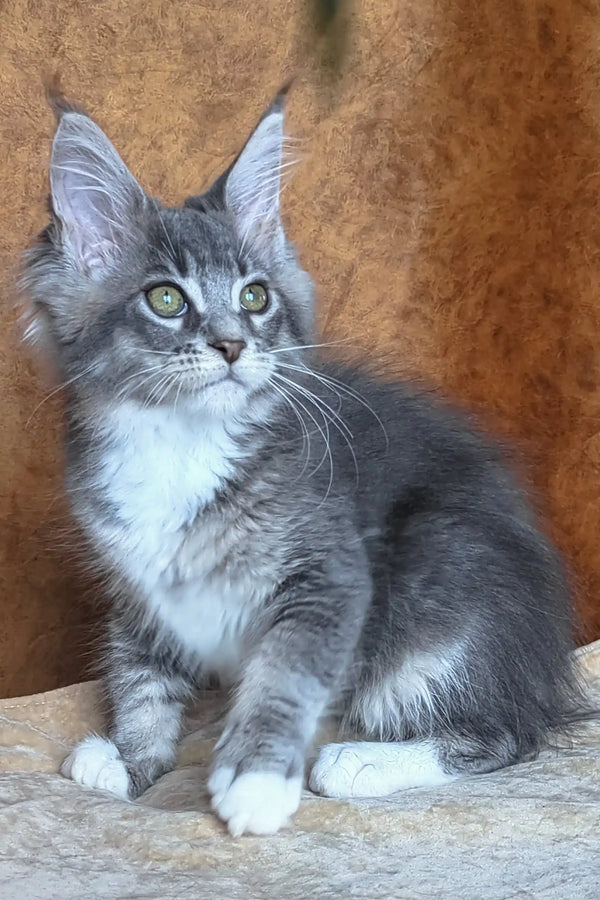 Virginia | maine coon kitten