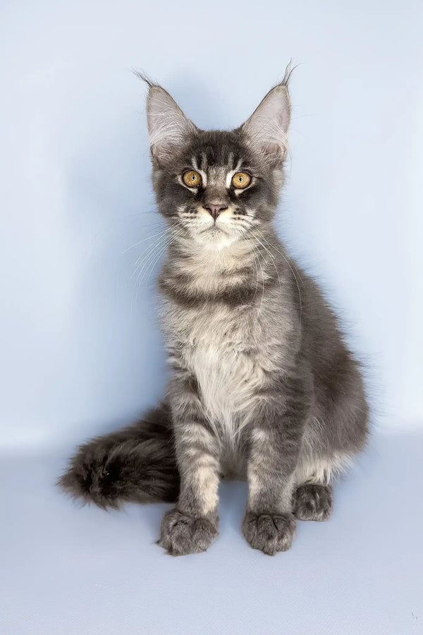 Vito | maine coon kitten