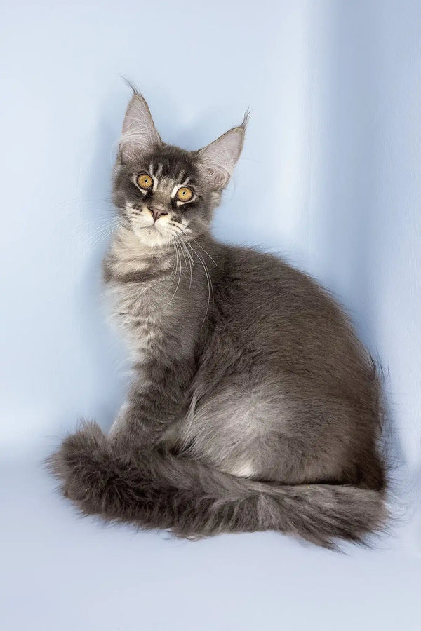 Vito | maine coon kitten