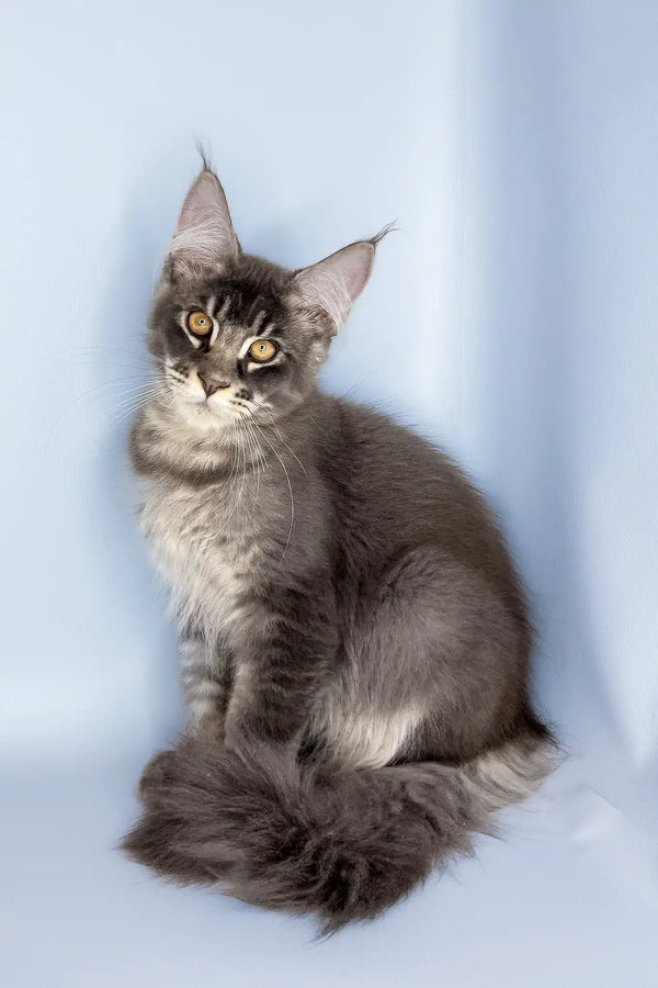 Vito | maine coon kitten