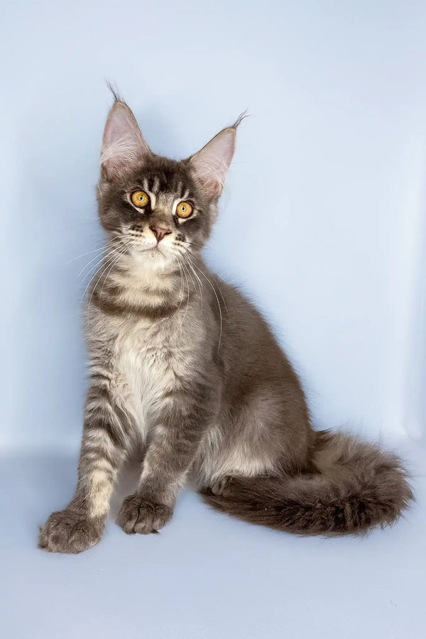 Vito | maine coon kitten