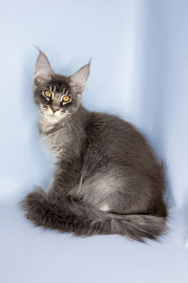 Vito | maine coon kitten