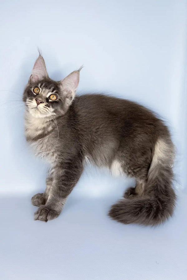 Vito | maine coon kitten