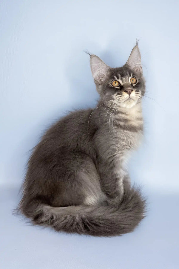 Vito | maine coon kitten