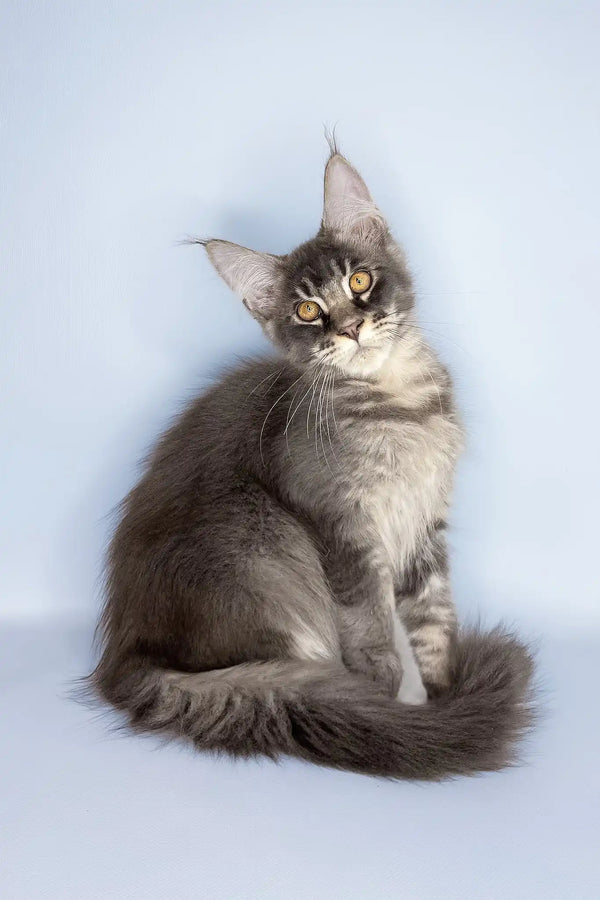 Vito | maine coon kitten