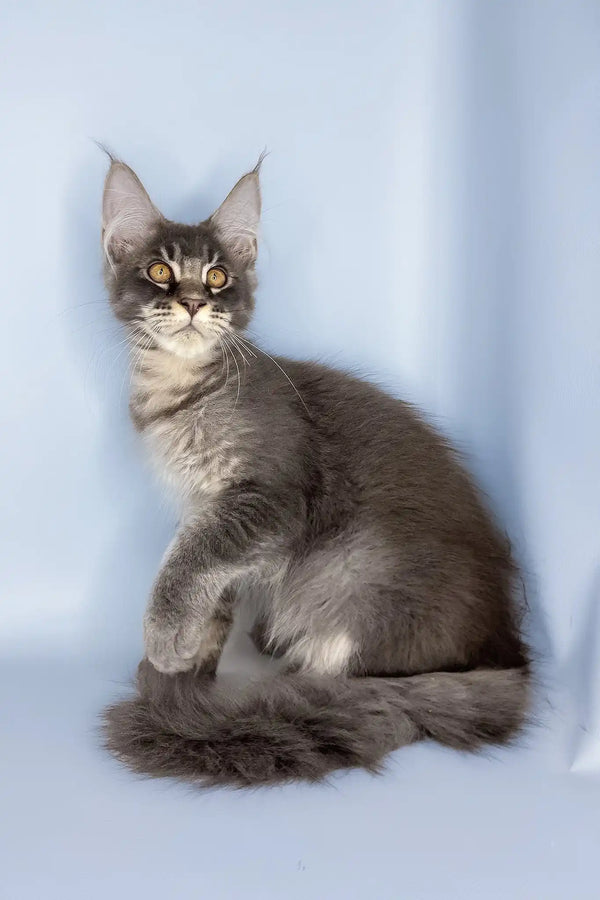 Vito | maine coon kitten