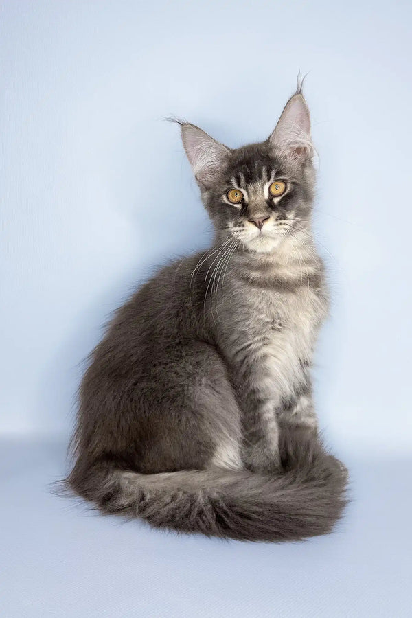 Vito | maine coon kitten