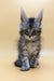 Adorable gray tabby Maine Coon kitten with big ears and bright eyes