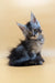 Fluffy gray Maine Coon kitten with tufted ears sitting upright, super adorable!