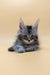 Gray and black striped Maine Coon kitten with large ears and alert eyes