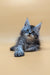 Adorable gray tabby Maine Coon kitten with blue eyes lying down for a cute vibe