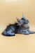 Gray tabby Maine Coon kitten lying down with head tilted up, super cute and curious