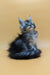 Fluffy gray tabby Maine Coon kitten with head tilted up, cute and playful