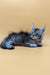 Fluffy gray Maine Coon kitten with big ears relaxing cutely