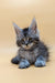 Gray and white Maine Coon kitten with ear tufts and fluffy fur from Vito